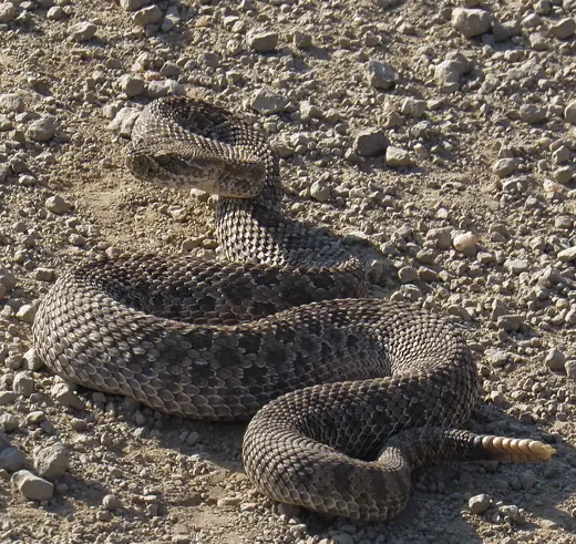 Prairie rattlesnake, photo 3 of 3