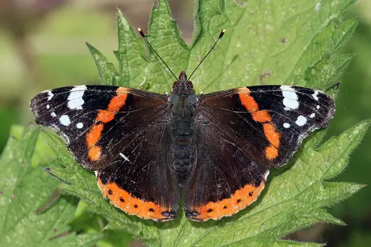 Red admiral, photo 1 of 3