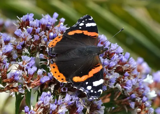 Red admiral, photo 2 of 3