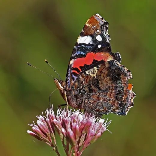 Red admiral, photo 3 of 3