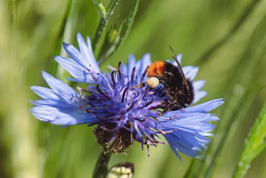 Red-tailed bumblebee, photo 1 of 3