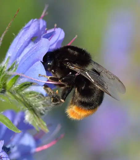 Red-tailed bumblebee, photo 2 of 3