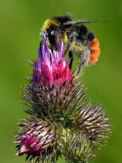 Red-tailed bumblebee, photo 3 of 3