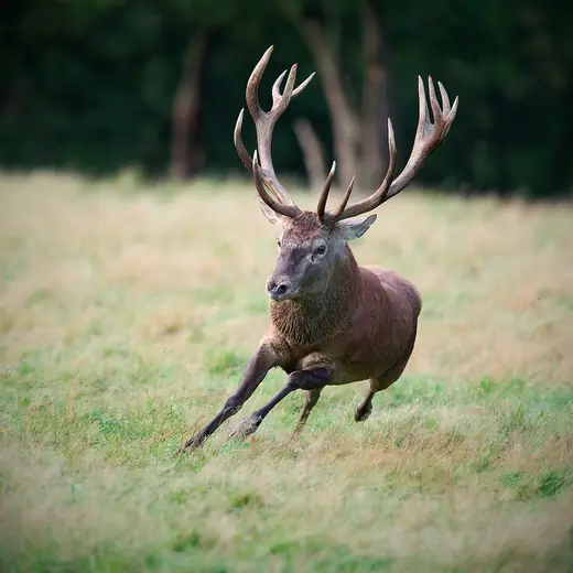 Red deer, photo 1