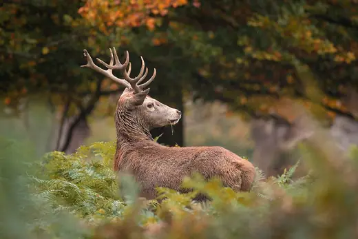 Red deer, photo 2