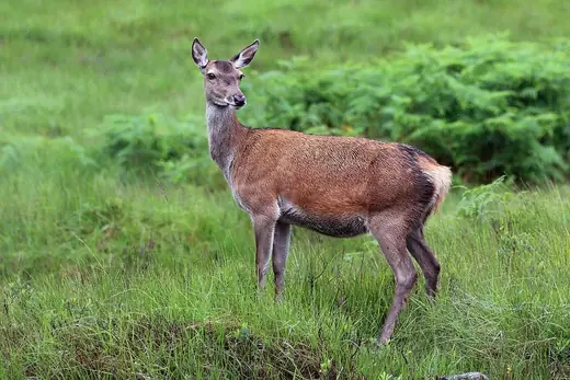 Red deer, photo 3