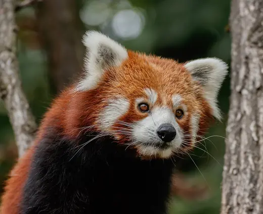 Red panda, photo 1 of 3