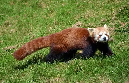 Red panda, photo 2 of 3