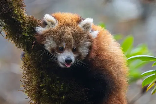 Red panda, photo 3 of 3