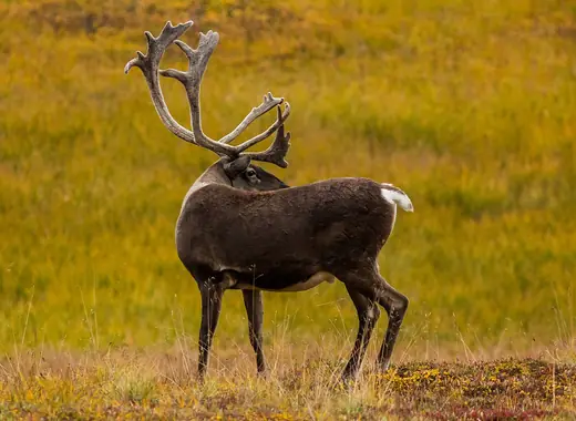 Reindeer, photo 1 of 3
