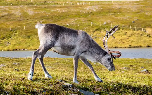 Reindeer, photo 2 of 3