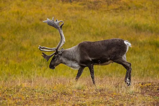 Reindeer, photo 3 of 3
