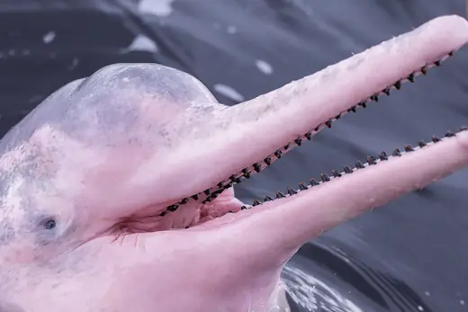 Amazon river dolphin, photo 1 of 3