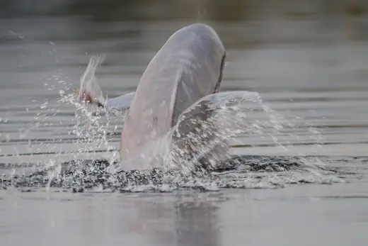Amazon river dolphin, photo 2 of 3