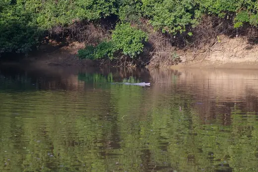 Amazon river dolphin, photo 3 of 3