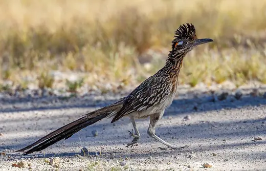 Greater roadrunner, photo 1 of 3