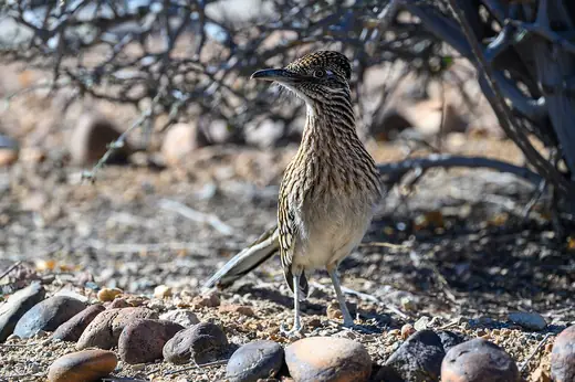 Greater roadrunner, photo 2 of 3