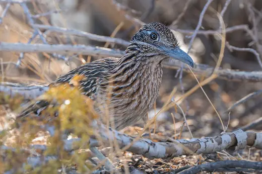Greater roadrunner, photo 3 of 3