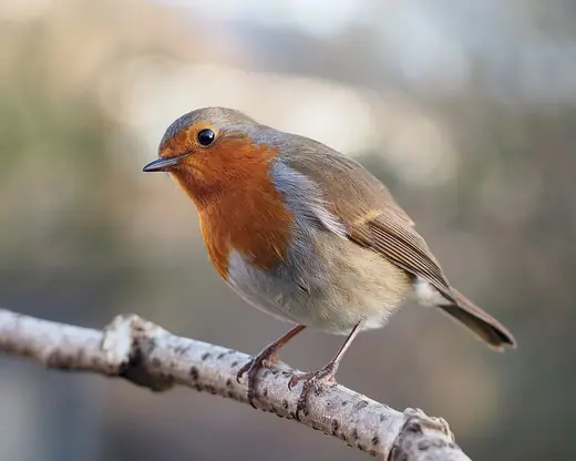 European robin, photo 1 of 3