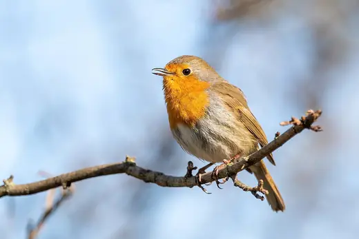 European robin, photo 2 of 3