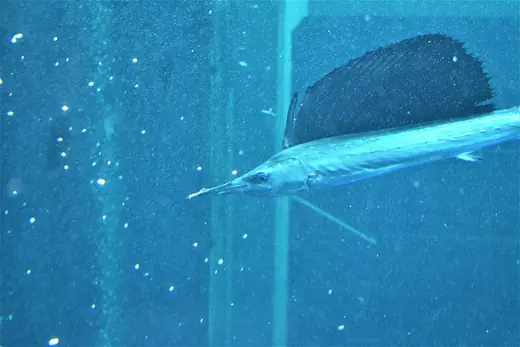 Sailfish, photo 1 of 3