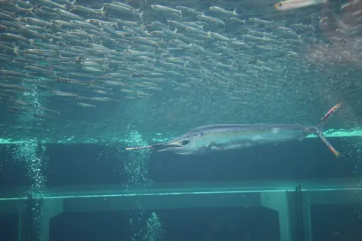 Sailfish, photo 2 of 3