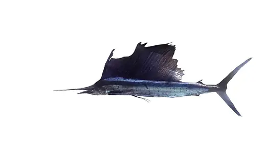 Sailfish, photo 3 of 3