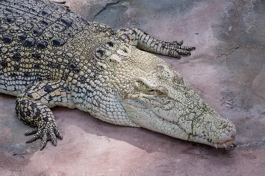 Saltwater crocodile, photo 1 of 3