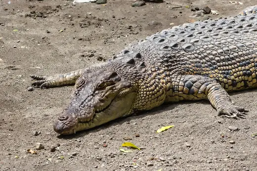 Saltwater crocodile, photo 2 of 3