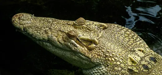 Saltwater crocodile, photo 3 of 3