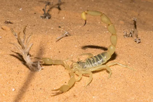 Desert scorpion, photo 1 of 3