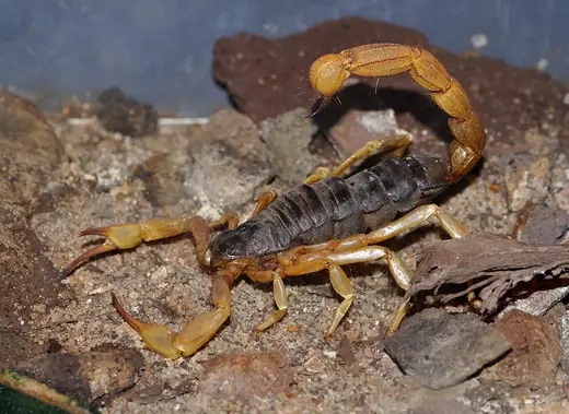 Desert scorpion, photo 2 of 3