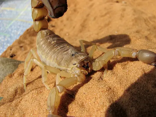 Desert scorpion, photo 3 of 3