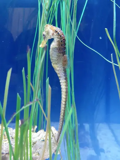 Common seahorse, photo 1 of 3