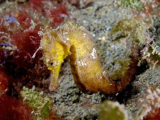 Common seahorse, photo 2 of 3