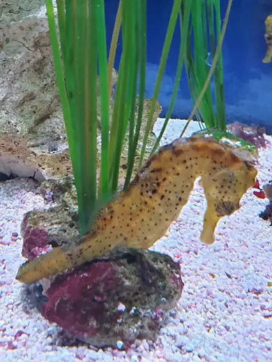 Common seahorse, photo 3 of 3