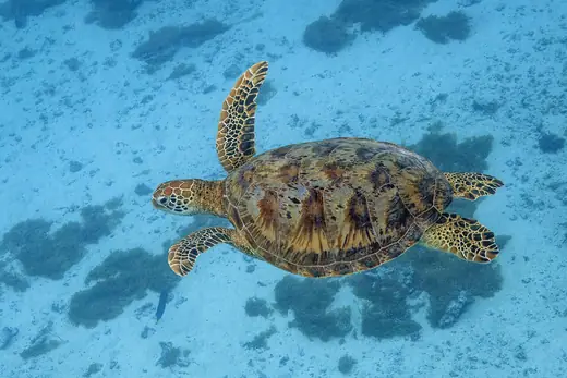 Green sea turtle, photo 1 of 3