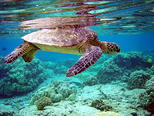Green sea turtle, photo 2 of 3