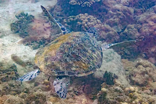 Green sea turtle, photo 3 of 3