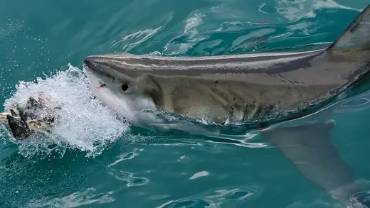 Great white shark, photo 1 of 3