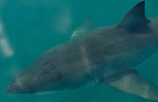 Great white shark, photo 2 of 3