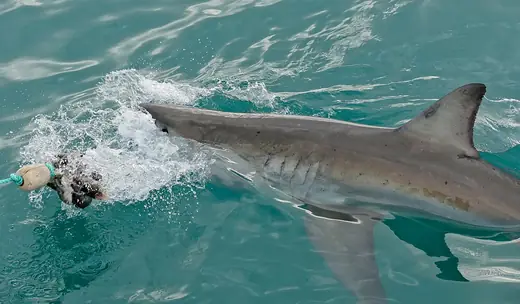 Great white shark, photo 3 of 3