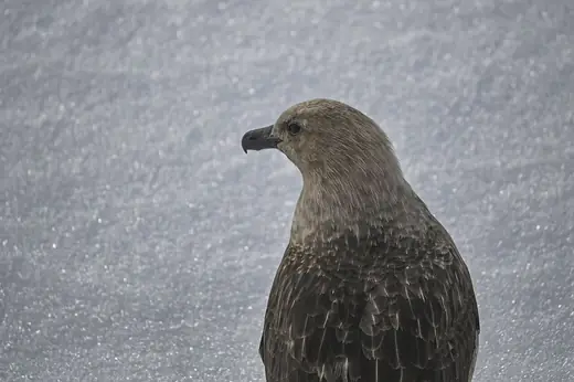South polar skua, photo 1 of 3