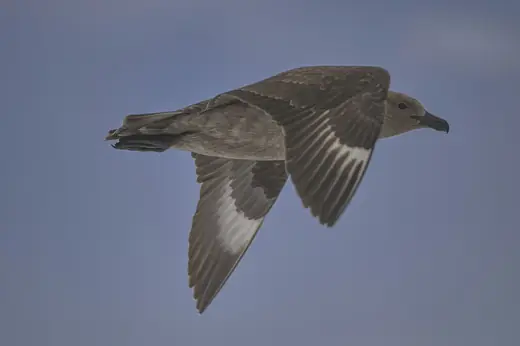 South polar skua, photo 2 of 3
