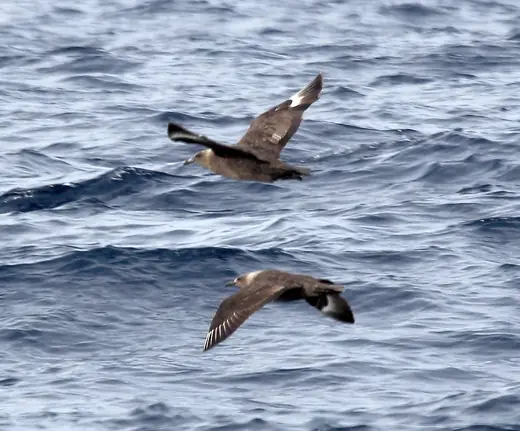South polar skua, photo 3 of 3