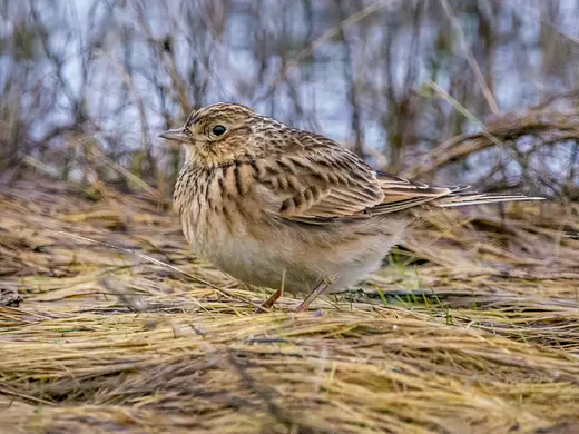 Skylark, photo 3 of 3