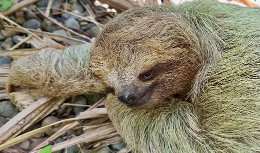 Brown-throated three-toed sloth, photo 1 of 3
