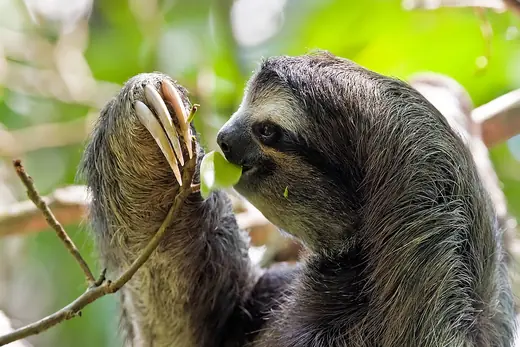 Brown-throated three-toed sloth, photo 2 of 3