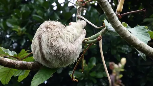 Brown-throated three-toed sloth, photo 3 of 3
