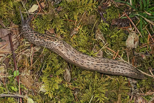 Leopard slug, photo 1 of 3